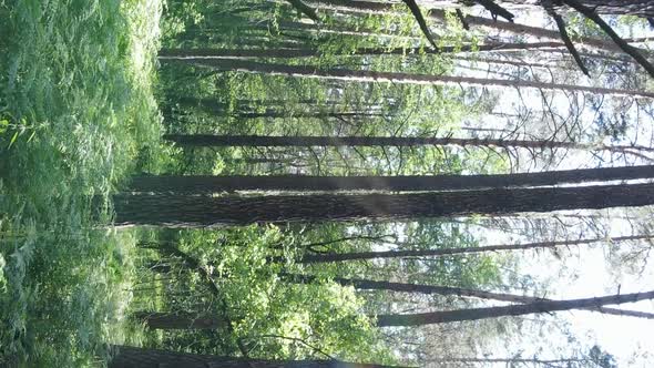 Vertical Video Aerial View Inside a Green Forest with Trees in Summer