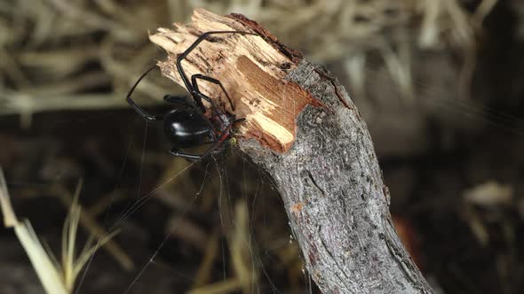 Black Widow spider next to Fire Beetle in web