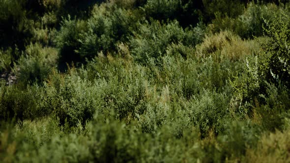 Beach Dunes with Long Grass alt