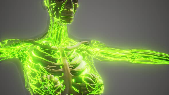 Science Anatomy of Human Blood Vessels alt