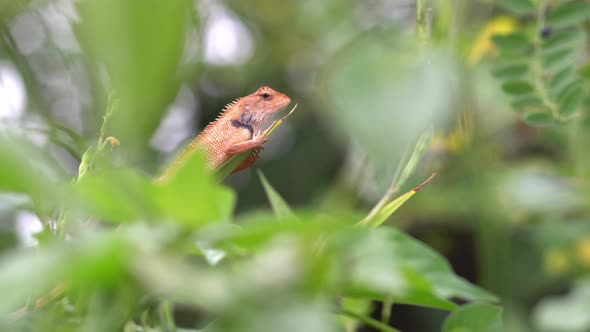 Selective focus chameleon on plant.