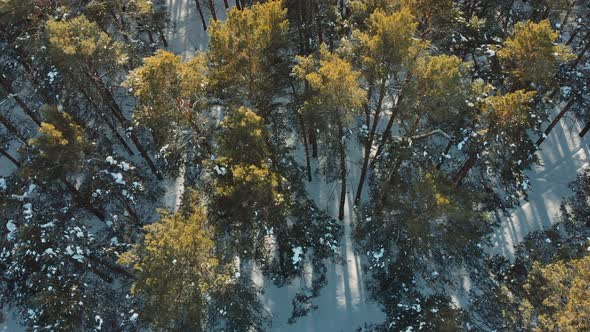 Aerial shot. Flight ower snowy winter forest. Low flight over the forest in winter in the mountains.