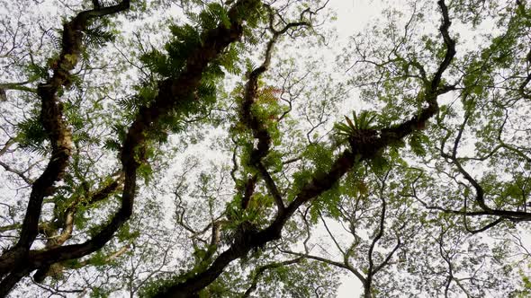 Aerial view the top of rainforest tree