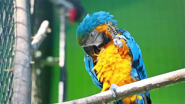 Parrot Cleans Its Feathers