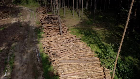 Felling a tree. Wooden logs from a pine forest. Forest of pine and spruce