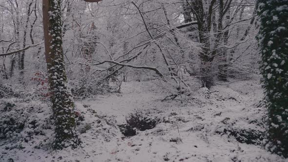 Trees in forest covered in heavy snow on a bright day 43