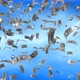 US Dollar Falling background 4K, 100 dollar Currency Falling from the sky background - VideoHive Item for Sale