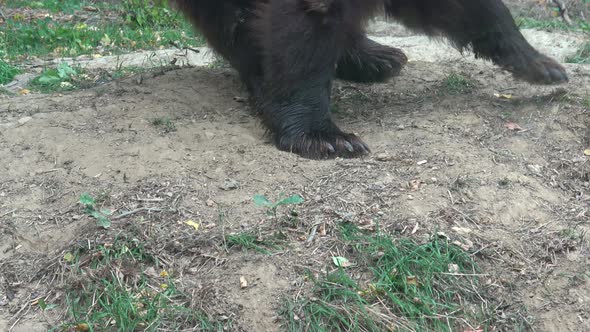 Paws with claws of a large bear close up