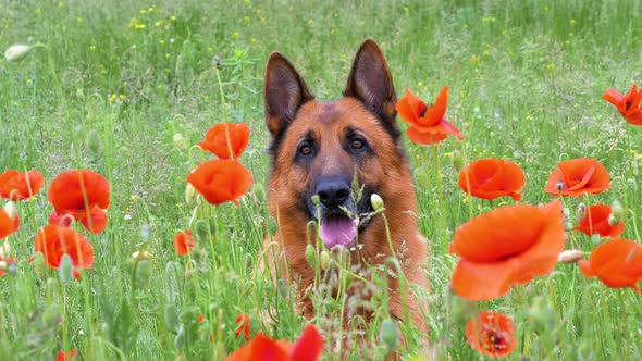 Purebred German Shepherd Resting in the Grass and Red Poppies