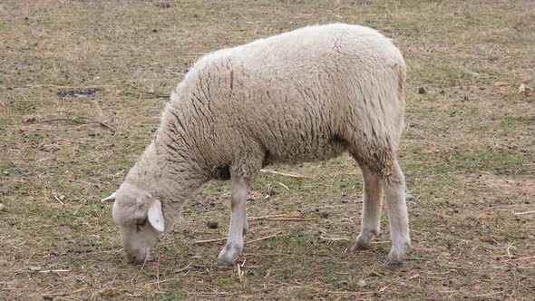 Herd of Fattailed Sheep in the Zoo