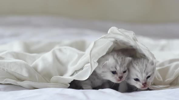 Cute Tabby Kittens Playing Under White Blanket Slow Motion