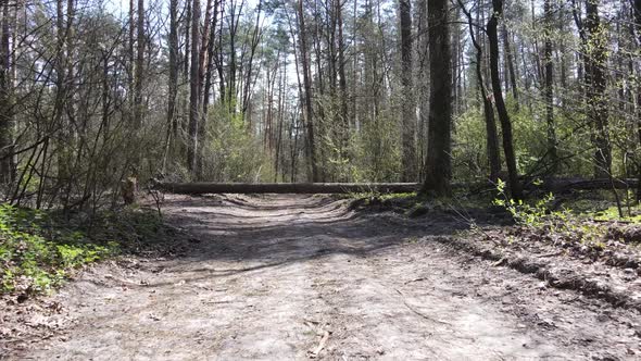 Road in the Forest During the Day Slow Motion