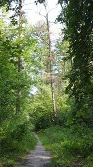 Vertical Video of Green Forest By Day