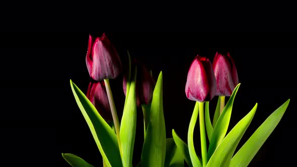 Red Tulips Grow and Bloom