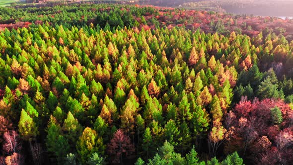 Aerial view of colorful autumn forest at sunset in Poland