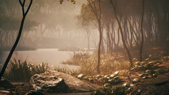 Foggy Lake Scape and Vibrant Autumn Colors in Trees at Dawn