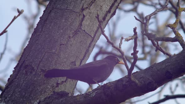 Slow Motion Medium close shot of a Blackbird sitting on a branch in a walnut tree, the wind combing