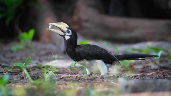 Oriental pied hornbill in Thailand