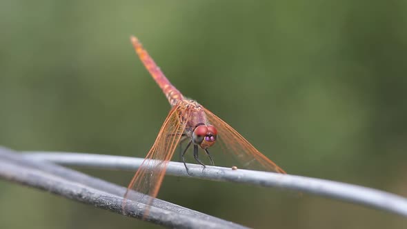 Dragonfly 4