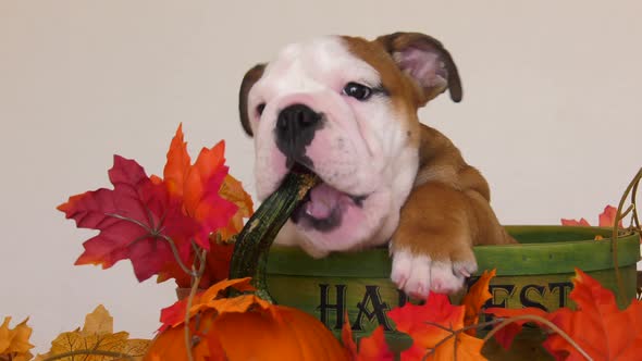 bulldog puppy chewing on pumpkin stem in thanksgiving scene 4k