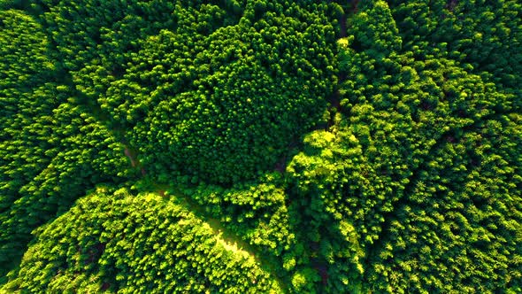 Flying Above Area with a high Density of Trees. Aerial view of Coniferous Forest