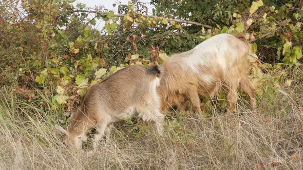 Domestic animal Capra aegagrus hircus pair feeding in nature 4K 2160p 30fps UltraHD footage - Free d