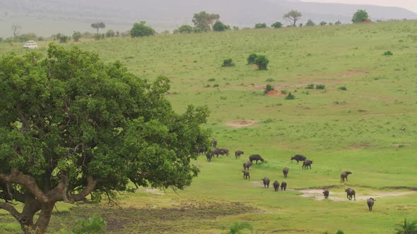 Buffalo herd walking in the savannah