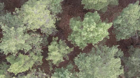 Vertical Video of Trees in a Pine Forest Slow Motion