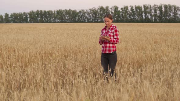 Farmer Woman Working with Tablet on Wheat Field Checking Quality and Growth of Crops for Agriculture