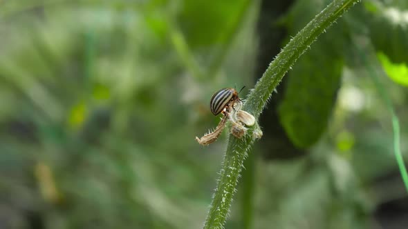 Closeup of Gardener Hand Picking Colorado Beetle Eating Tomato or Potato Leaves