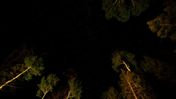 Night Sky with stars rotating Above the Aspen and Pine trees