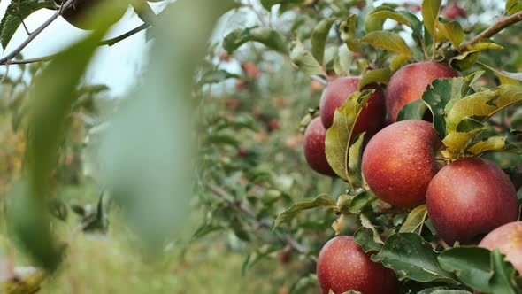 Beautiful Branch With Fruit. Close-up