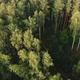 Early morning flight over mixed forest - VideoHive Item for Sale