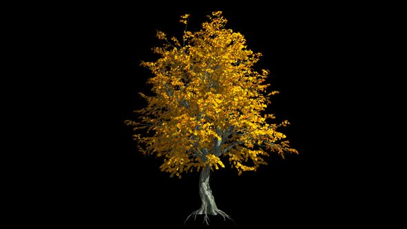 Tree With Fall Foliage alt