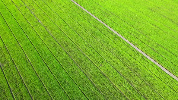 The sapling of the green rice plant. Video of fresh spring rice field