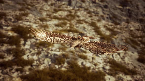 Extreme Slow Motion Shot of Eagle