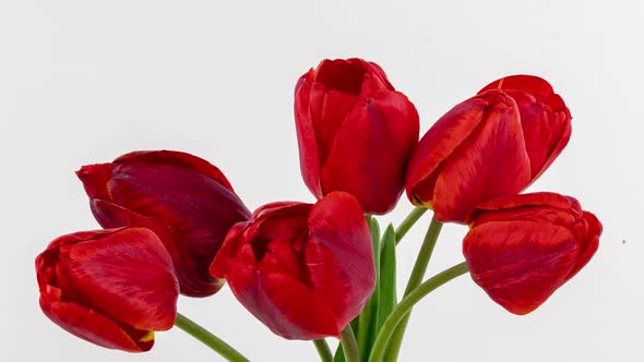 Beautiful Red Tulip Flowers Background