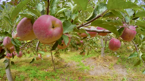 Apple Trees in Himalaya Uttarakhand India