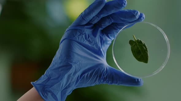 Vertical Video Closeup of Biologist Scientist Holding in Hands Petri Dish with Green Leaf