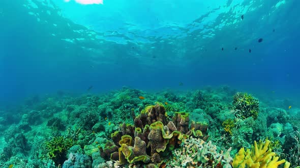 Coral Reef and Tropical Fish, Panglao, Philippines