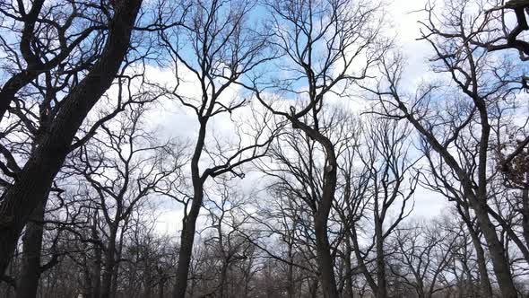 Aerial View of a Forest Without Leaves Slow Motion