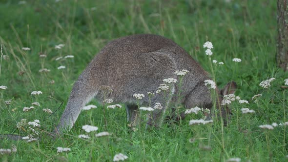 Bennett's Tree-kangaroo Eats Grass. Dendrolagus Bennettianus Grazing in the Meadow.