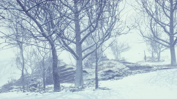 Winter Deciduous Forest on a Foggy Morning