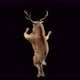 45 Deer Dancing 4K - VideoHive Item for Sale