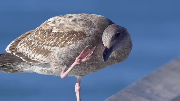 A gray seagull rests near the Pacific Ocean.