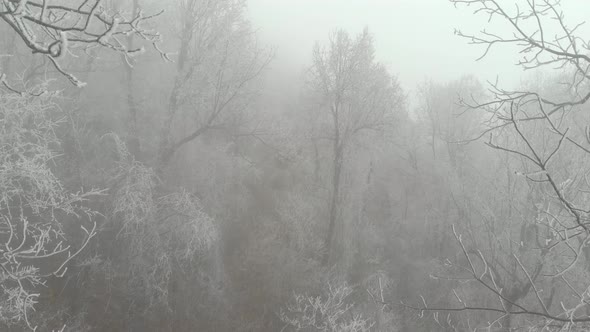 Scary Cold Frozen Forest