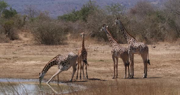 Masai Giraffe, giraffa camelopardalis tippelskirchi, Group Drinking at Water Hole