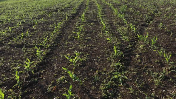 Rows of Corn Zea Mays by early spring 4K aerial video