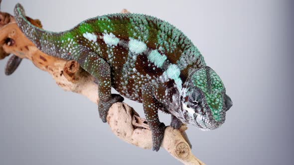 Panther Chameleon Looking Around