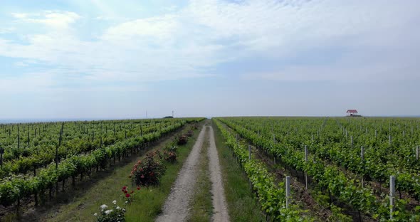 Walking Trail At Grape Vineyard